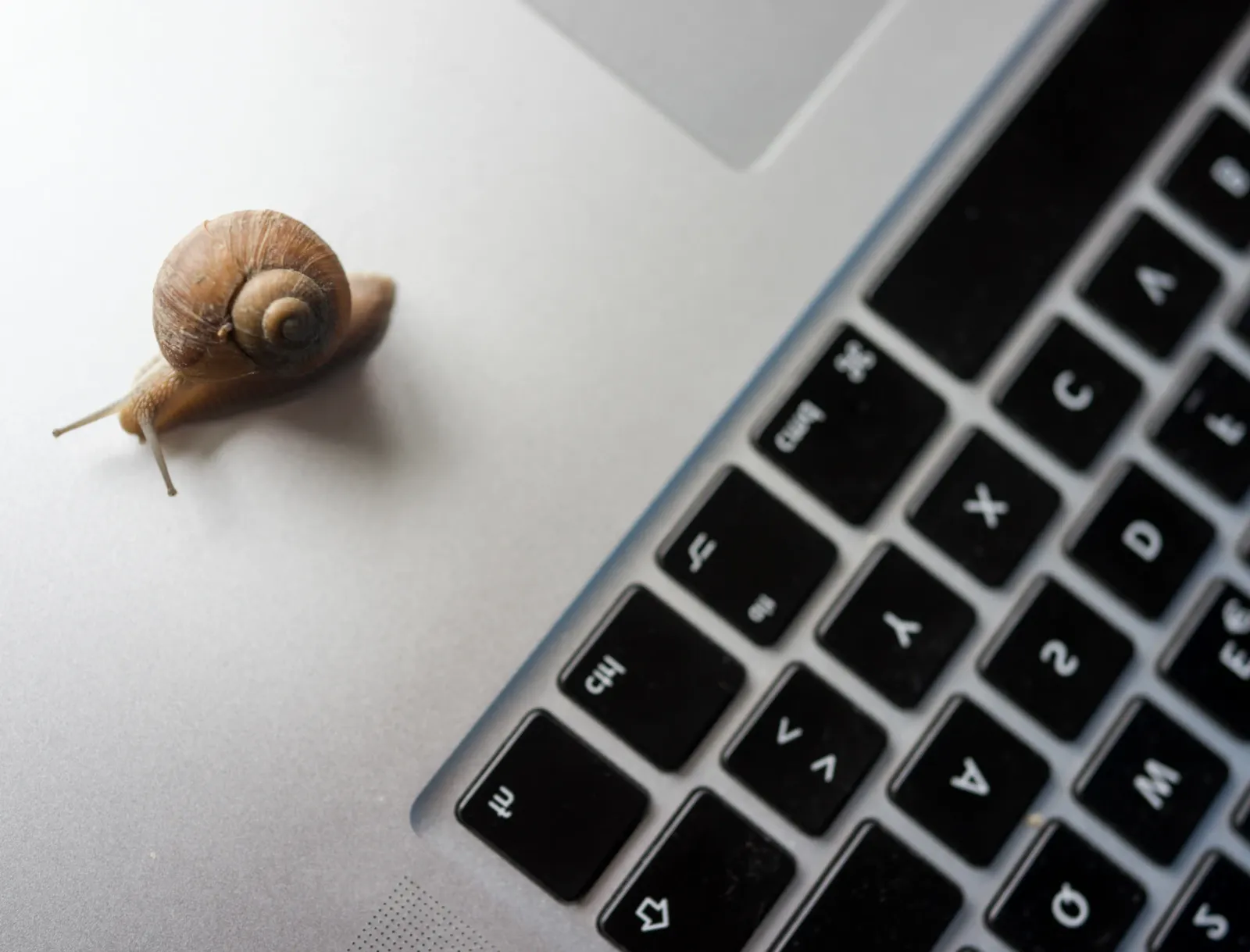 Un caracol sobre el teclado de un portátil simbolizando la lentitud de los inicios de Internet frente a la velocidad actual de la tecnología digital.